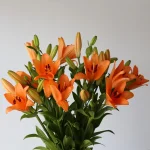 Orange LA Asiatic Lily (Bulk DIY)