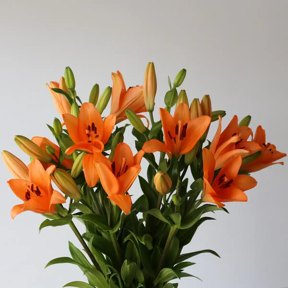 Lys asiatiques oranges (Bulk DIY)