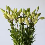 Lys asiatiques blancs (en vrac)