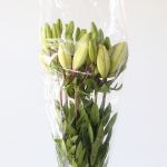 Lys asiatiques blancs (en vrac)