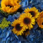 School of Sunflowers