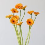 Mini Gerbera Bondi Beach (Bulk DIY)