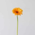 Mini Gerbera Bondi Beach (Bulk DIY)