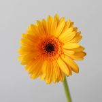 Mini Gerbera Bondi Beach (Bulk DIY)