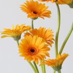 Mini Gerbera Bondi Beach (Bulk DIY)