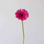 Mini Gerbera Boost Fuchsia (Bulk DIY)