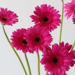 Mini Gerbera Boost Fuchsia (Bulk DIY)