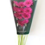 Mini Gerbera Boost Fuchsia (Bulk DIY)