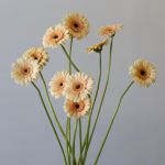 Mini Gerbera Cafe Peach (Bulk DIY)