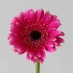 Mini Gerbera Design Fuchsia (Bulk DIY)