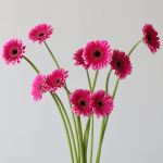 Mini Gerbera Design Fuchsia (Bulk DIY)