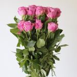 Rose Cool Water 60cm (Bulk DIY)