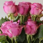 Rose Cool Water 60cm (Bulk DIY)