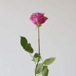 Rose Cool Water 60cm (Bulk DIY)