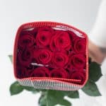 Roses Freedom 70cm (en vrac)