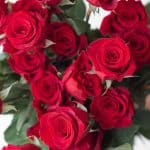 Roses Freedom 70cm (Bulk DIY)