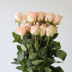 Rose Tiffany 70cm (Bulk DIY)