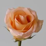 Rose Tiffany 70cm (Bulk DIY)