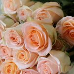 Rose Tiffany 70cm (Bulk DIY)