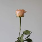 Rose Tiffany 70cm (Bulk DIY)