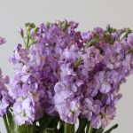 Double Stock Lavender (Bulk DIY)