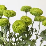 Green Cremon Disbud Chrysanthemums (Bulk DIY)