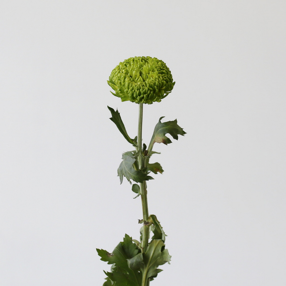 Green Cremon Disbud Chrysanthemums (Bulk DIY) (10 stems)
