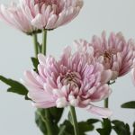 Lavender Cremon Disbud Chrysanthemums (Bulk DIY)