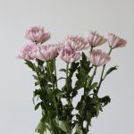 Lavender Cremon Disbud Chrysanthemums (Bulk DIY)