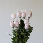 Lavender Cremon Disbud Chrysanthemums (Bulk DIY)