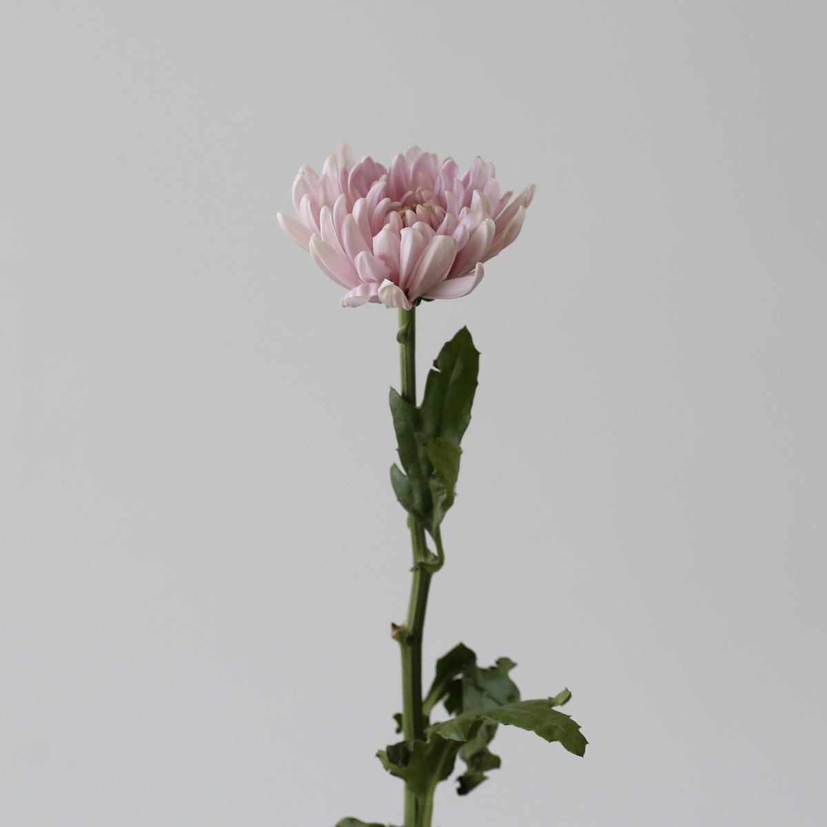 Disbud-Chrysanthemeum-Lavendar-PInk