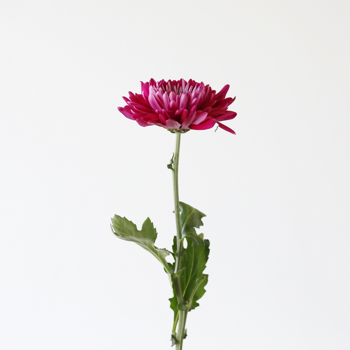 Cremon-Disbud-Chrysanthemum-Mauve