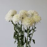 Chrysanthèmes Cremon Disbud Blanc en vrac