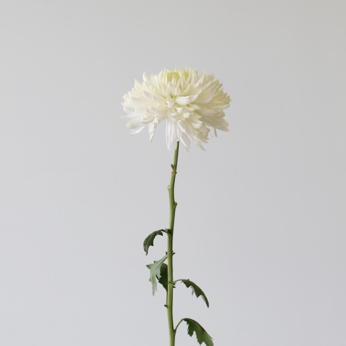 Cremon-DIsbud-Chrysanthemum-White