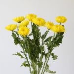 Chrysanthèmes cremon disbud jaune (en vrac)