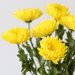 Chrysanthèmes cremon disbud jaune (en vrac)