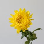 Chrysanthèmes cremon disbud jaune (en vrac)
