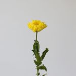 Chrysanthèmes cremon disbud jaune (en vrac)