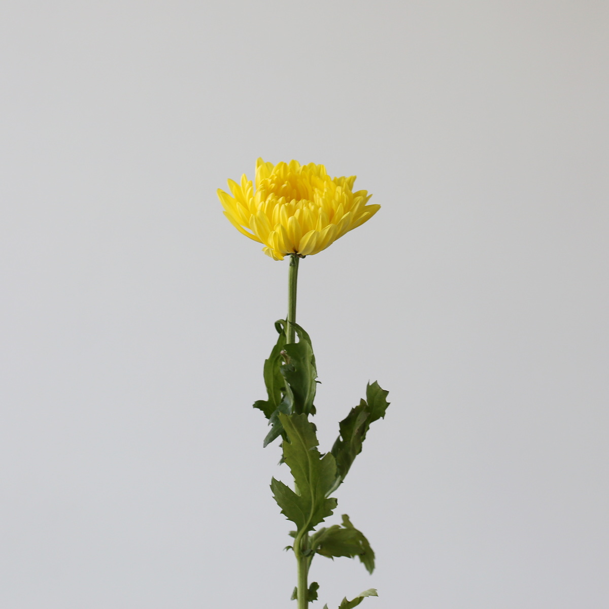 Cremon-Disbud-Chrysanthemeum-Yellow