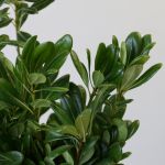 Green Pittosporum (Bulk DIY)