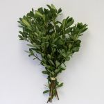 Green Pittosporum (Bulk DIY)