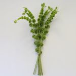 Molucella (Clochettes d'Irlande) en vrac 