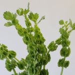 Molucella (Clochettes d'Irlande) en vrac 