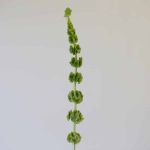 Molucella (Clochettes d'Irlande) en vrac 