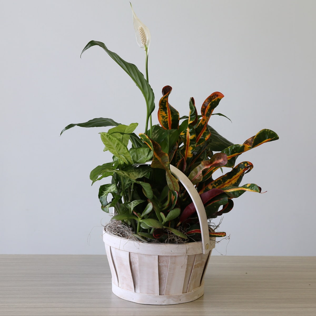 Small dish garden with variety of green plants