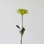 Chrysanthemum Fuji Spider Green