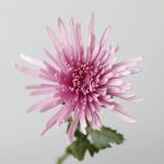 Chrysanthemum Fuji Spider Lavender