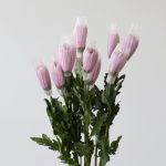 Chrysanthemum Fuji Spider Lavender