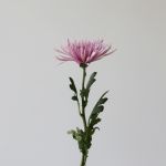 Chrysanthemum Fuji Spider Lavender