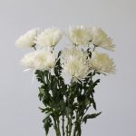 Chrysanthemum Fuji Spider White